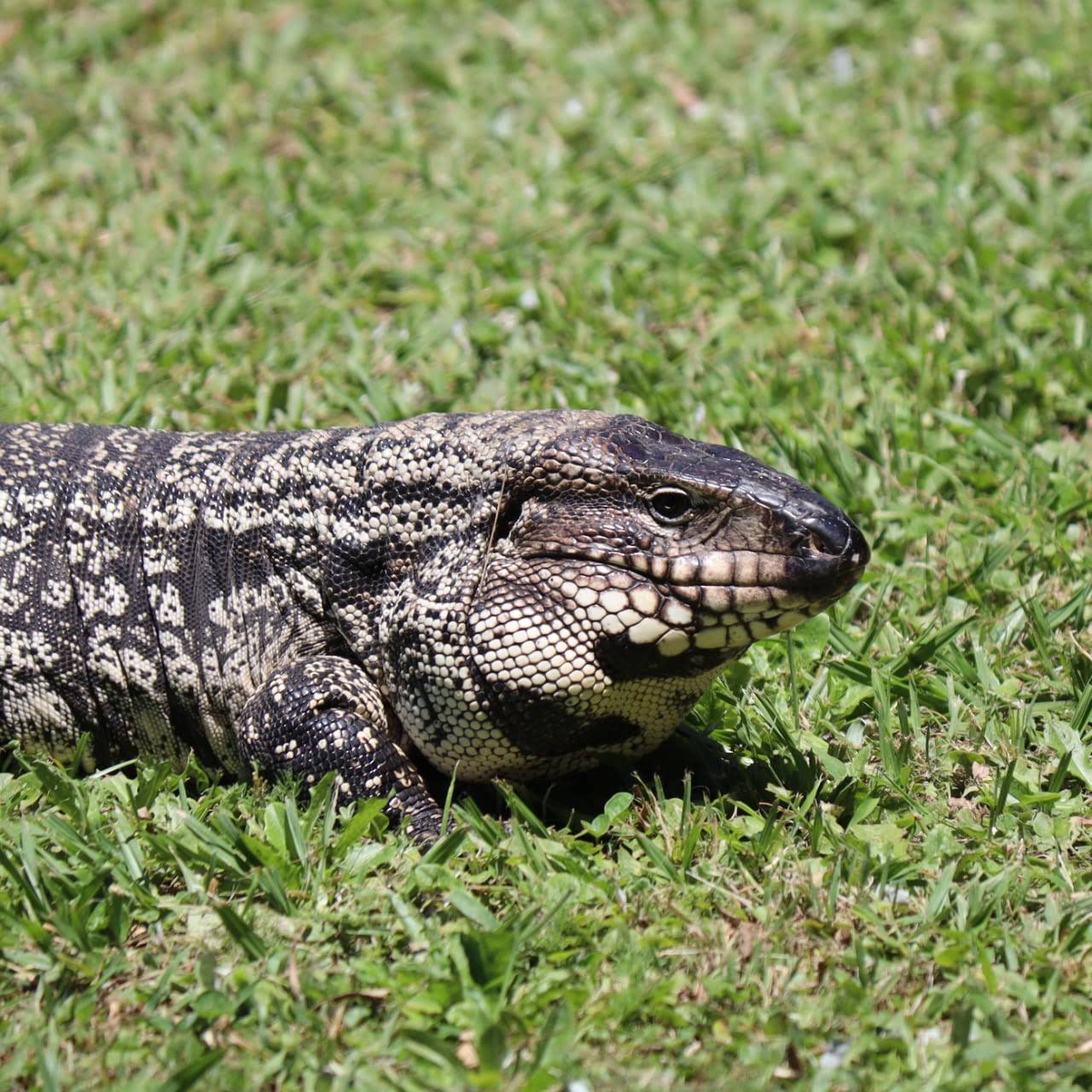 Lagarto overo, fauna típica de la zona