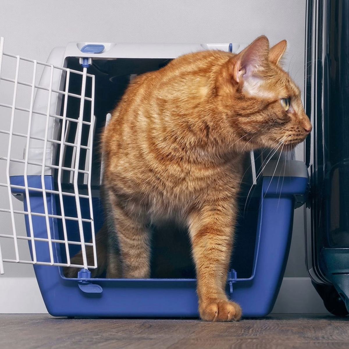Pet ready for transport in its carrier